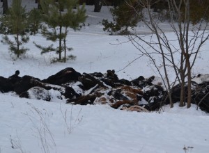 Под Борисоглебском подыхает элитный скот - вороны, собаки и лисы лакомятся мраморной говядиной