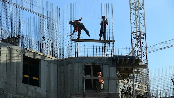 После вырубки Березовой аллеи запахло липой