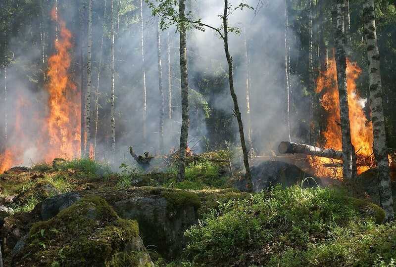 Лесные пожары в Европе уничтожили территорию размером с Кипр