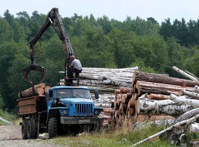 Городские леса Нижнего Тагила ушли под топор коммерсантов. Отраслевики ждут судов и уголовных дел